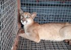 Onça é encontrada com ferimentos em fazenda de Jaraguá