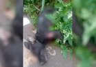 Em Goiás: Homem é preso suspeito de matar o próprio cachorro após ele morder a filha