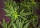 Legalização da maconha é aprovada na Câmara do México