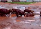 Em Goiás: Capivaras são flagradas tomando banho em buracos cheios d’água