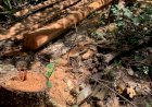 Em Goiás: Com uso de drone, polícia descobre desmatamento ilegal