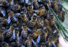 Como as abelhas do Brasil podem ajudar a biodiversidade e girar a economia