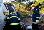 Em Goiás: Caminhoneiro que levava gado morre após bater em árvore na GO-241