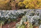 Frio intenso vai aumentar peso dos alimentos no bolso, mas energia e combustíveis preocupam mais