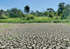 Pantanal perde 74% da água desde 1985, e pesquisadores dizem que Brasil está secando