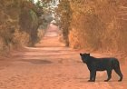 Onça-preta é vista na divisa entre Mato Grosso e Goiás, veja o vídeo