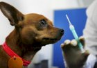 Cães e gatos com Covid-19? Entenda a nova descoberta feita por universidade no Brasil