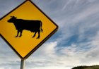 Em Goiás: Motociclista morre após se chocar com vaca em rodovia
