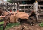 Em Goiás: Vaqueiro morre após ser pisoteado por burro em uma fazenda