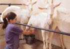 Leite de cabra: um dos alimentos mais saudáveis para consumo humano