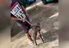 Em Goiás: Sem coleira, pit bull invade casa de idoso e mata pinscher de estimação com várias mordidas, diz PM
