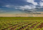 Agro goiano tem desempenho expressivo em 2021