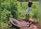 Em fazenda no município de Rialma, vaca morre com doença da raiva
