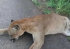 Onça parda é morta por atropelamento na GO-080 entre Jaraguá e Goianésia