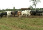 Pecuarista de goianésia é preso por aplicar golpes em leilões de gado. Prejuizo ultrapassa 1,5 milhões