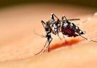 Goiás é o 2º estado do País em mortes por dengue em 2022
