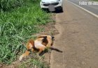 Lobo Guará fêmea é morto atropelada na BR-153 em Jaraguá próximo ao Parque Ecológico