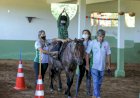 Após dois anos de paralisação das atividades, Prefeitura e IF Goiano retomam atendimentos de Equoterapia