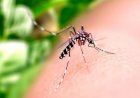 Em apenas 5 meses, Brasil supera número de mortes por dengue registrados em 2021