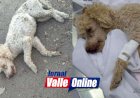 População de Ceres está assustada com tanto acidente de animais na Bernardo Sayão sentindo ponte de Rialma a rotatória da Avenida Goiás