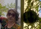 Em Goiás: Professora aposentada planta sementes que seriam de cebolinha, mas se surpreende ao colher melancias em apartamento