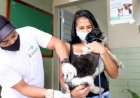 A Prefeitura de Ceres promove, no próximo sábado (24), o Dia D da Campanha de Vacinação Contra a Raiva em cães e gatos a partir de três meses de idade
