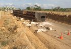 Em Goiás: Quase 20 bezerros morrem após caminhão tombar na GO-239