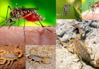 Prefeitura de Ceres alerta: Período de chuvas tem maior incidência de Dengue e Escorpião