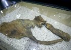 Rumor sobre ossos de mamute leva caçadores de tesouros a buscar artefatos em rio de Nova York