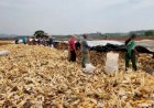 Operação contra trabalho escravo resgata 49 pessoas em fazenda de Santa Bárbara de Goiás
