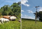 Cabo de energia se rompe e mata dez cabeças de gado em Goiás, diz fazendeiro