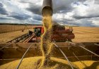 Goiás tem três municípios entre os 15 mais ricos do agronegócio no Brasil
