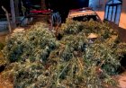 Em Goiás: Polícia Civil prende suspeito de plantar 100 pés de maconha