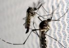 Anápolis lidera o número de mortes por dengue em Goiás com 11 registros