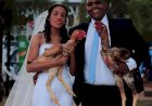 Casal em Goiás faz ensaio de casamento com galo gigante que mede mais de 1 metro