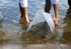 Entenda por que é proibido introduzir peixes nos rios de Goiás sem licença ambiental