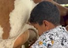 ‘Peão bruto’: menino de 4 anos encanta ao tirar leite de vaca em Goiás