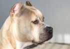 Pitbull mata criança de dez meses em Goiânia