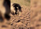 Mais de 600 cavalos podem ter morrido após comer ração fabricada em Goiás