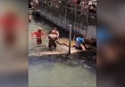 Sucuri de cinco metros é resgatada em piscina de resort de Rio Quente
