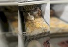 ‘Sujo e sem alvará’: polícia interdita buffet em Goiânia por funcionar irregularmente