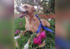 Protetora de animais relata aumento de casos de abandono de pets em dezembro: ‘um terror’
