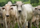 Agro age para evitar embargo europeu à carne brasileira; Goiás exportou U$189 mi em 2025