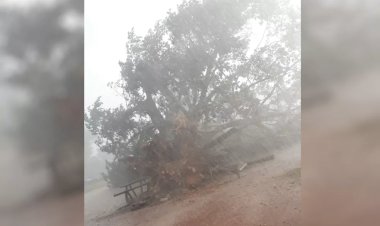 Árvore centenária cai durante temporal em Itapaci - Goiás