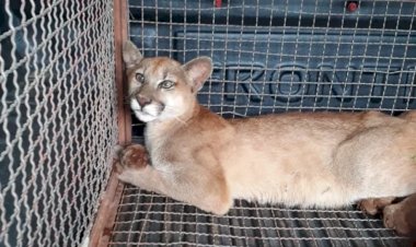 Onça é encontrada com ferimentos em fazenda de Jaraguá