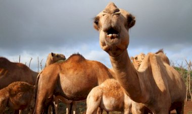 Por que os camelos podem ser a origem da próxima pandemia