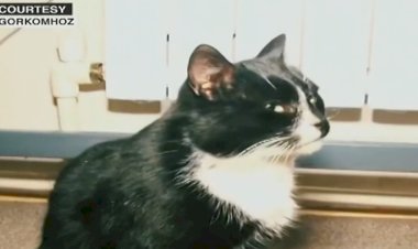 Avião faz pouso de emergência após gato atacar piloto