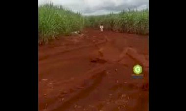 Menina vestida em Lençóis branco é vista entrada em canavial no município de Itapaci, Goiás