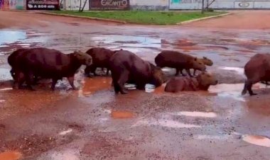 Em Goiás: Capivaras são flagradas tomando banho em buracos cheios d’água