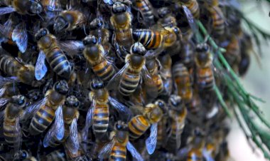 Como as abelhas do Brasil podem ajudar a biodiversidade e girar a economia